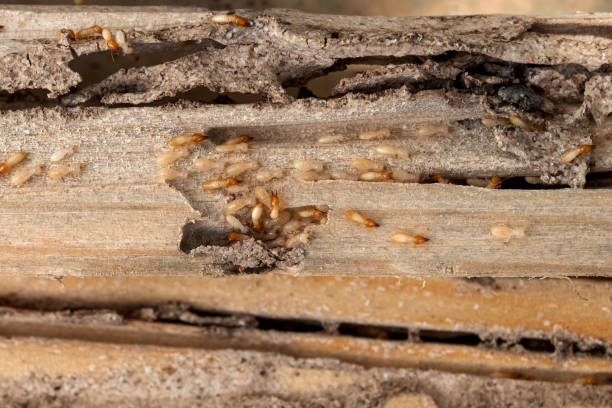 Best Termite Control Services  in Takoma Park, MD